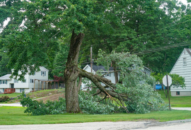 Residential Tree Removal in Arial, SC